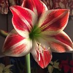 Profile Picture of Vicki Ruppert Eisenhour (@vickieisenhour) on Instagram