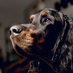 Profile Picture of Gordon Setter Connor (@gordonsetterconnor) on Instagram