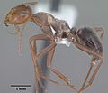 Profile Picture of Myrmecocystus mimicuson Wikipedia