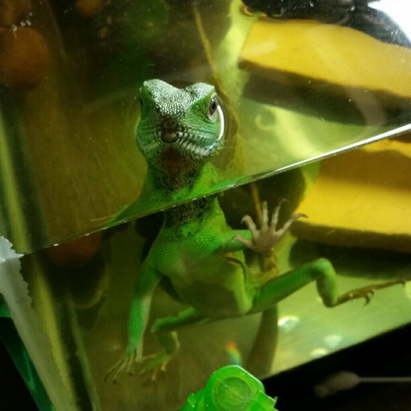 Profile Picture of Amanda Scroggins (@scrawg_dawg) on Poshmark