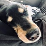 Profile Picture of Rudy Boris Jenkins (@rudythedog.jenkins) on Instagram