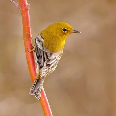 Profile Picture of Sikandar Mirza (@sikandarmirza10) on Twitter