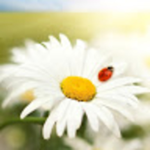 Profile Picture of Soo hye Shin (@sshin12) on Poshmark