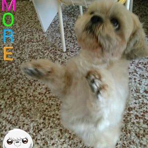 Profile Picture of Luciana Pace (@969cb0a96020417) on Twitter