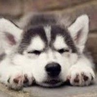 Profile Picture of Daniel Larose (@daniel-larose) on Quora