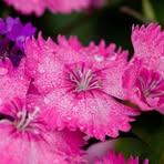 Profile Picture of Amanda Stricklenadams (@amanda.stricklenadams) on Facebook