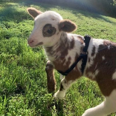 Profile Picture of Sydney (@SydneyGemmill) on Twitter