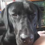 Profile Picture of Michael Bacon (@that_bacon_guy__) on Instagram