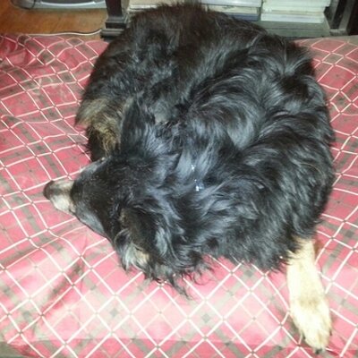 Profile Picture of Michael Tracewell (@wyliesnowflake) on Twitter