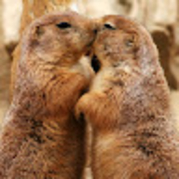 Profile Picture of Annick De bellefeuille (@annickdeb2) on Poshmark