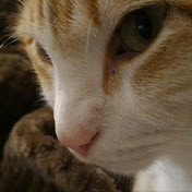 Profile Picture of Sam Tsai (@sueyentsai) on Youtube