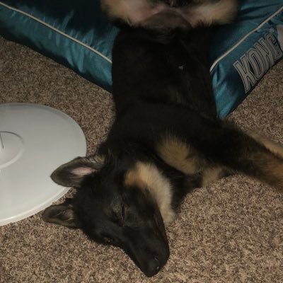 Profile Picture of Justin Doyel (@justin_doyel) on Twitter