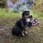 Profile Picture of Ivy Atkinson (@ivy_the_puppy_modle) on Instagram