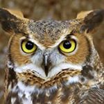 Profile Picture of Robert Joanne Fitzsimmons (@robertjoannefitzsimmons) on Instagram