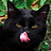 Profile Picture of Bill (@Black Cat SB) on Flickr