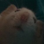 Profile Picture of чистый, как ангел (@dany.whale) on Instagram