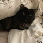 Profile Picture of Mallory Hallfrisch-Kyllo (@malpal4312) on Instagram