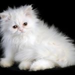 Profile Picture of Andrew kochanski (@andrewkocha) on Instagram