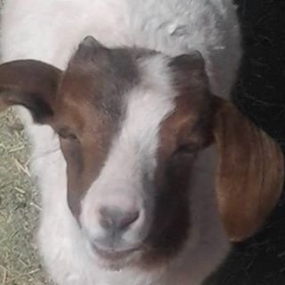 Profile Picture of Herbert Hoover (@herbert.hoover2) on Facebook