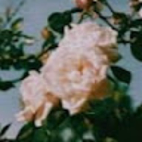 Profile Picture of Grace Creagan (@gracecre13) on Poshmark