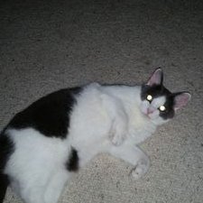 Profile Picture of Tad Jay Holmquiston Twitter