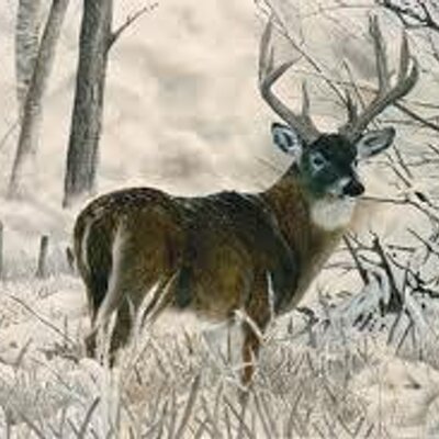 Profile Picture of Jesse Coe (@NorthABowHunter) on Twitter