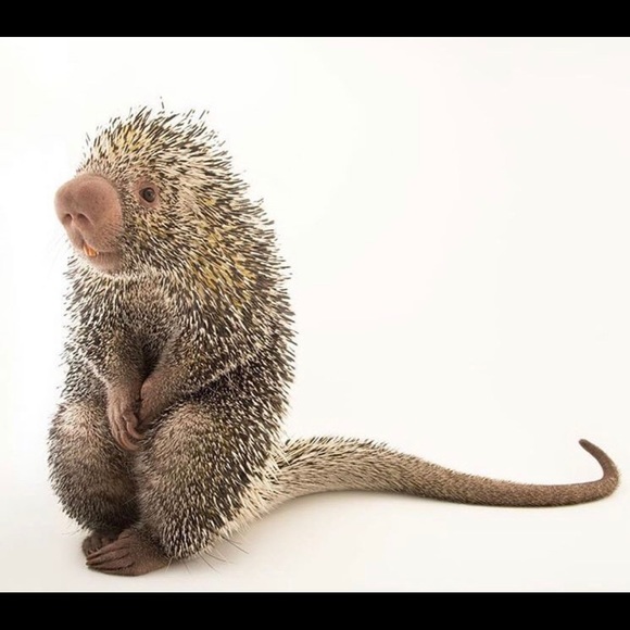 Profile Picture of Nate Colbey (@natelion9) on Poshmark