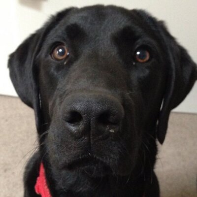 Profile Picture of Thomas Crimmins (@tpcrimmo) on Twitter