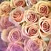 Profile Picture of Monica Gibbs (@gibbs0286) on Pinterest
