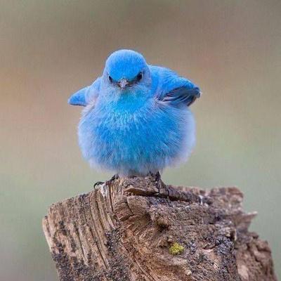 Profile Picture of Jim Dilly (@THEMRCAMPER) on Twitter