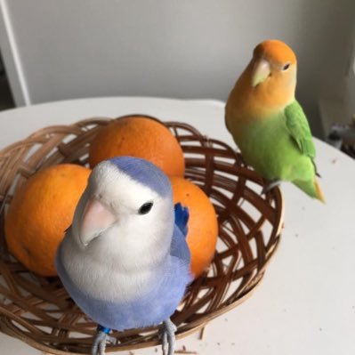 Profile Picture of Paula Hsu (@PaulaHsu2) on Twitter