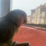 Profile Picture of Yoda (@miyoda_) on Instagram