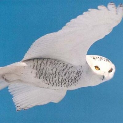 Profile Picture of Joe Ann Black (@wiseowlx) on Twitter