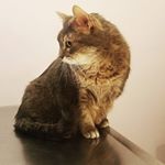 Profile Picture of Amanda Buskohl (@ambulynn) on Instagram