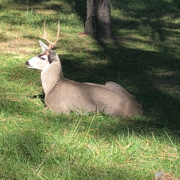 Profile Picture of Tyler Wittman (@tybo575) on Poshmark