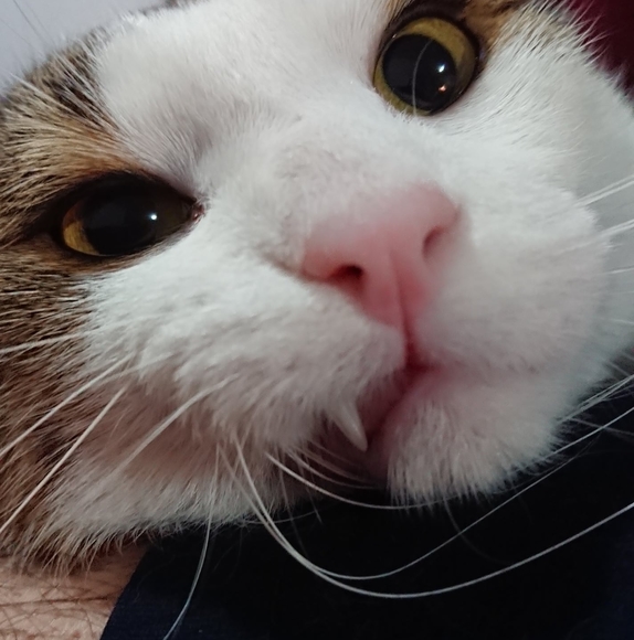 Profile Picture of Brigitte Pilon (@pilonbrigitte_7) on Poshmark