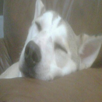 Profile Picture of Tabitha Jordan (@topiarx) on Twitter