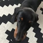 Profile Picture of James Traill (@jamestrailly2) on Instagram
