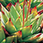 Profile Picture of Cactusmike1 (@cactusmike1) on Flickr