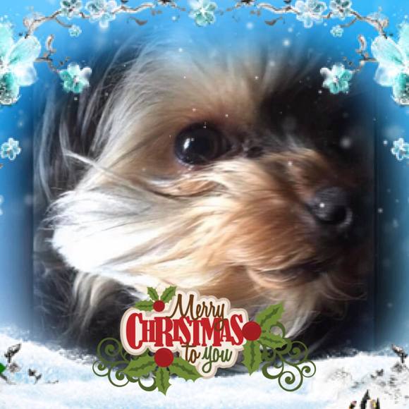 Profile Picture of Yolanda Calderon (@bonkers17) on Poshmark