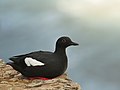 Profile Picture of Pigeon guillemoton Wikipedia