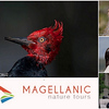 Profile Picture of Marcelo Carlos de Cruz (@MagellanicNT) on Flickr