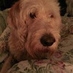 Profile Picture of Kim Shultz Koch (@kim.koch14) on Instagram