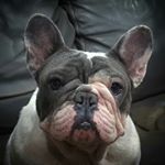 Profile Picture of Steven (@mean_muggin_frenchies) on Instagram