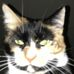 Profile Picture of James Dambrosio (@james.dambrosio.98) on Facebook