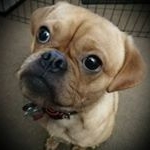 Profile Picture of Dexter Deeds (@dexterthepugshiht) on Instagram