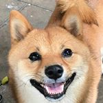 Profile Picture of 柴犬くう Shiba_inu 
