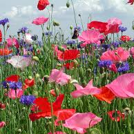 Profile Picture of Amy Schleper (@schlepatwitt) on Twitter