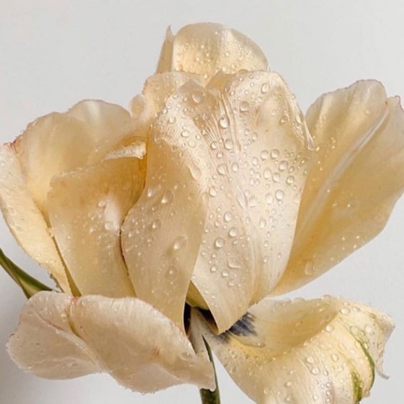 Profile Picture of Lauren Miskimen (@lmiskimen) on Poshmark