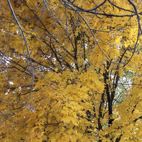 Profile Picture of Macy Wilcock (@ballerina04) on Poshmark